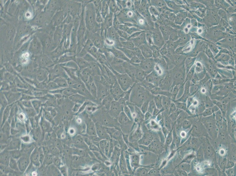 SW1271 Cell Complete Medium - small - 4