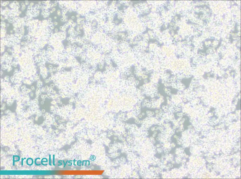 EL-4-B5 Cell Complete Medium - 1