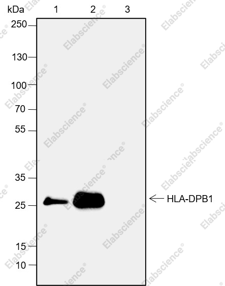 Recombinant HLA-DPB1 Monoclonal Antibody - 5