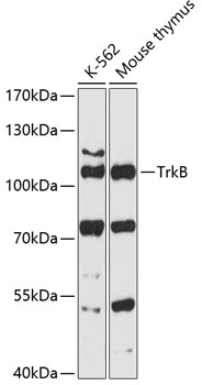 Western blot analysis of extracts of various cell lines using TrkB Polyclonal Antibody at 1:3000 dilution.