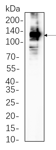 Recombinant iNOS Monoclonal Antibody-searchlist-1