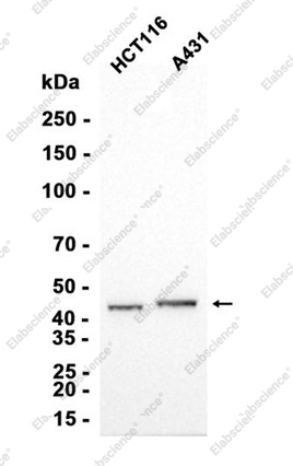 Recombinant Cyclin B2 Monoclonal Antibody - 1