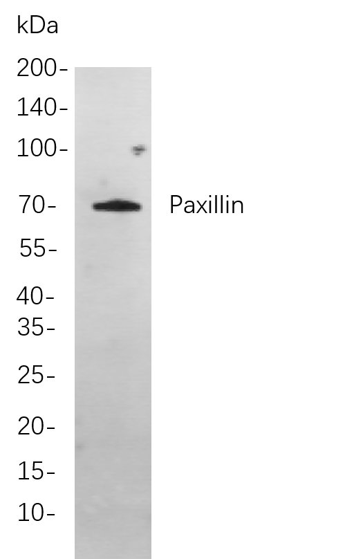 Recombinant Paxillin Monoclonal Antibody-searchlist-1