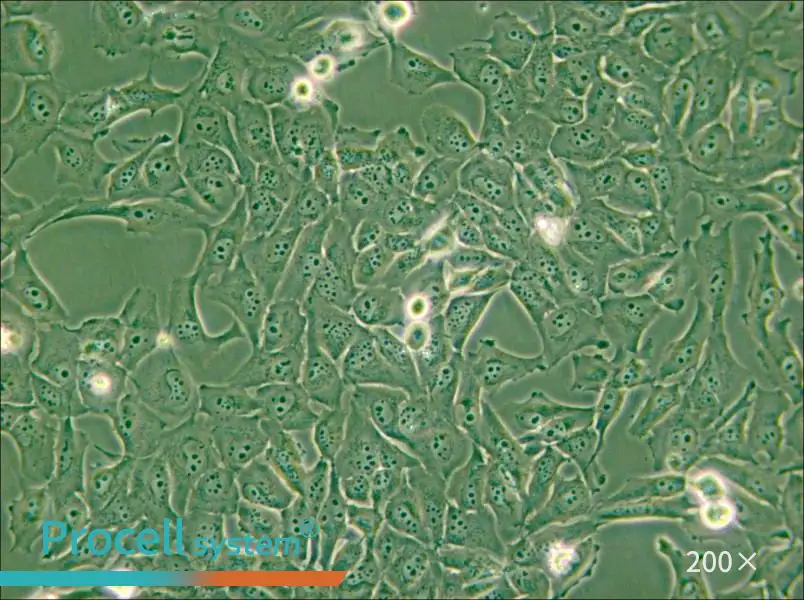 KMH-2 Cell Complete Medium - small - 4