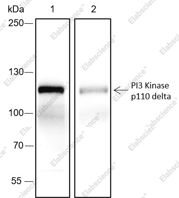 Recombinant PI3 Kinase p110 delta Monoclonal Antibody - 1