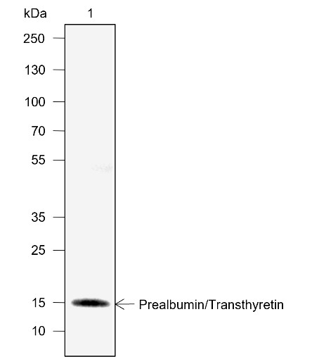 Recombinant Prealbumin/Transthyretin Monoclonal Antibody - 2