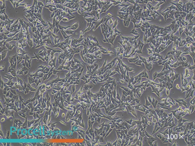 TT Cell Complete Medium - 1