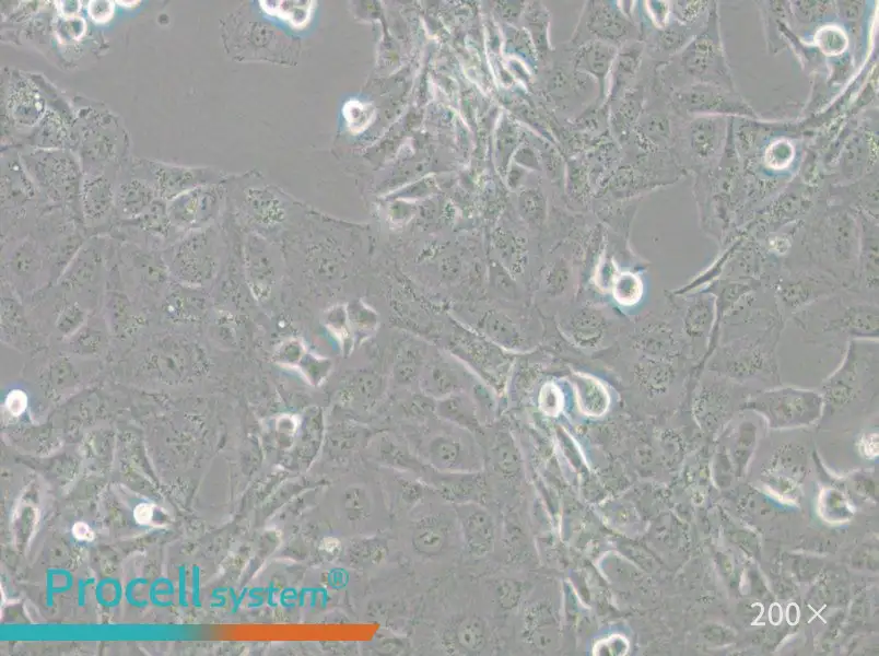 GLAG-66 Cell Complete Medium - 6