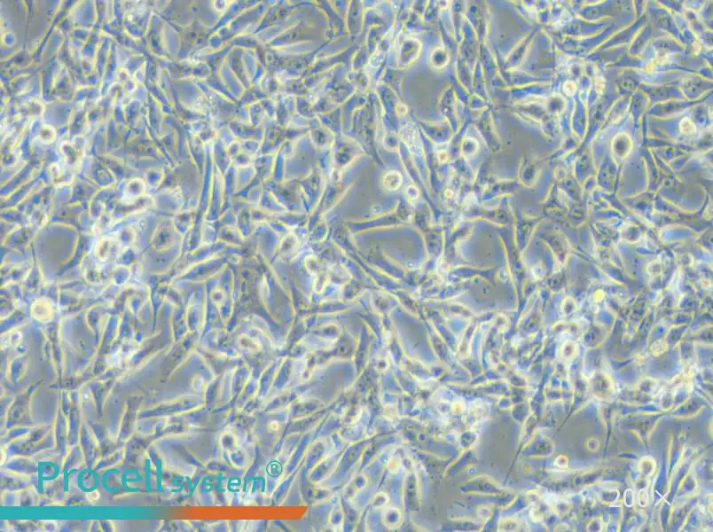 EBC-1 Cell Complete Medium - 4