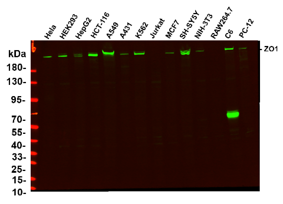 Recombinant ZO1 Monoclonal Antibody-searchlist-1