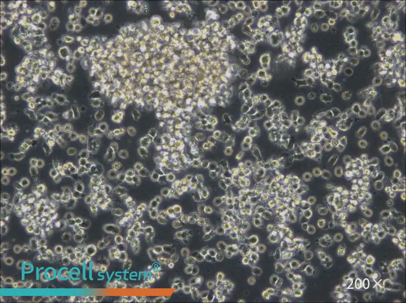 HCC38 BL Cell Complete Medium - 5