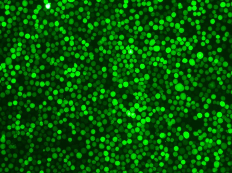 K-562-GFP Cell Complete Medium-searchlist-1