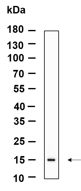 Recombinant LGALS14 Monoclonal Antibody-searchlist-1