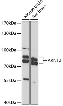 Western blot analysis of extracts of various cell lines using ARNT2 Polyclonal Antibody at 1:1000 dilution.