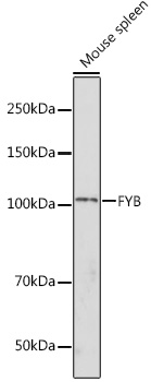 Western blot analysis of extracts of Mouse spleen using FYB Polyclonal Antibody at 1:1000 dilution.