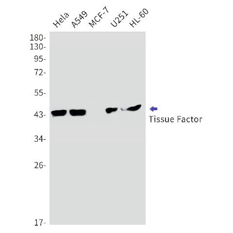 Western blot detection of Tissue Factor in Hela,A549,MCF-7,U251,HL-60 cell lysates using Tissue Factor Rabbit mAb(1:1000 diluted).Predicted band size:33kDa.Observed band size:45kDa.