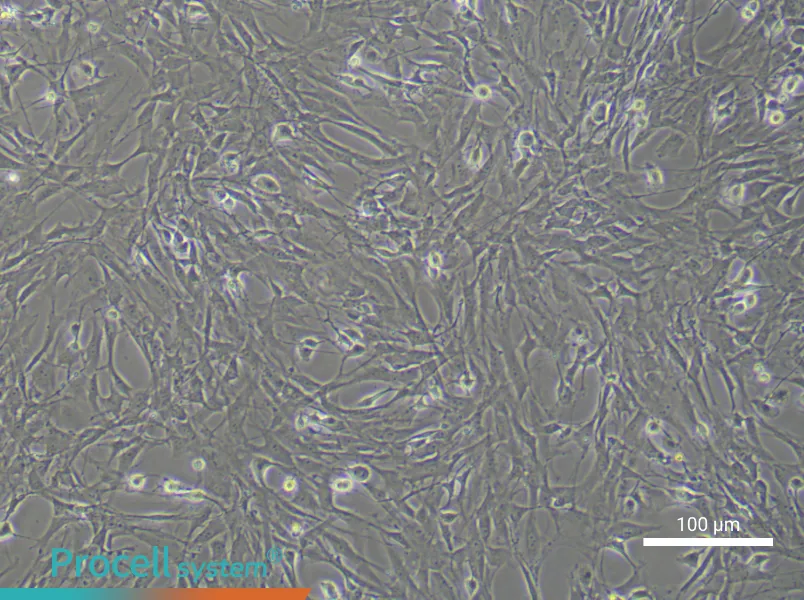 Rat Spinal Cord Fibroblast Complete Medium - 1