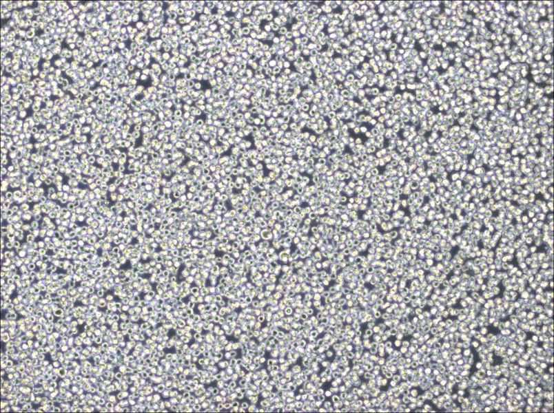 NB4 Cell Complete Medium-searchlist-1