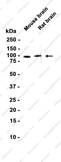 Recombinant CDC5L Monoclonal Antibody - 1