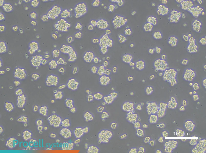 AR42J Cell Complete Medium - 3