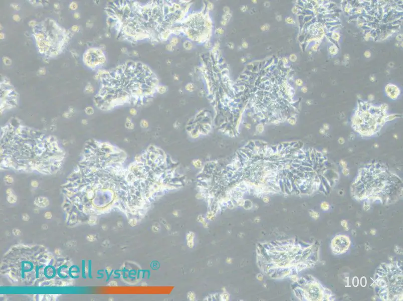 CCK-81 Cell Complete Medium - 1