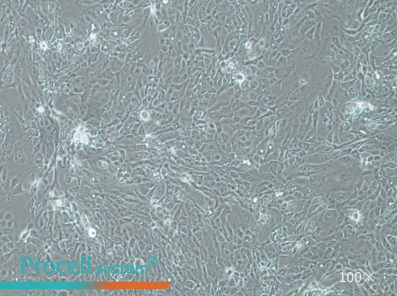 Panc 08.13 Cell Complete Medium - 1