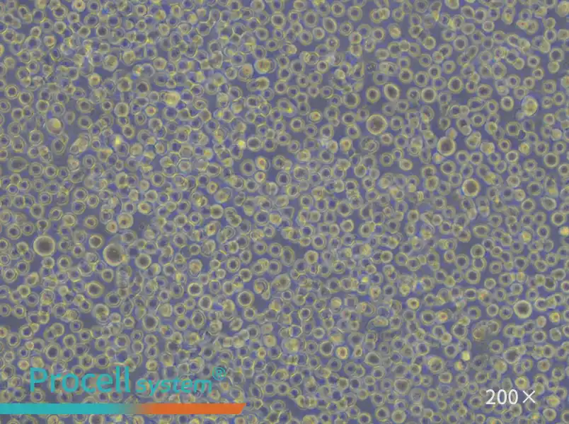 U-937 Cell Complete Medium - small - 5