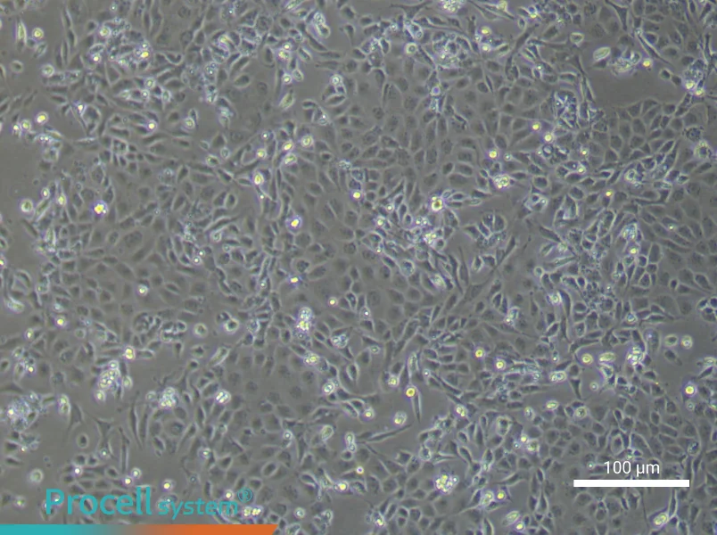 Mouse Renal Microvascular Endothelial Cell Complete MediumMouse Renal Microvascular Endothelial Cell Complete Medium - 2
