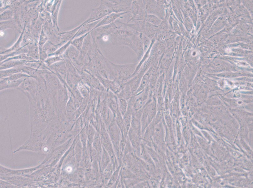 MC3T3-E1 Subclone 24 Cell Complete Medium - 4