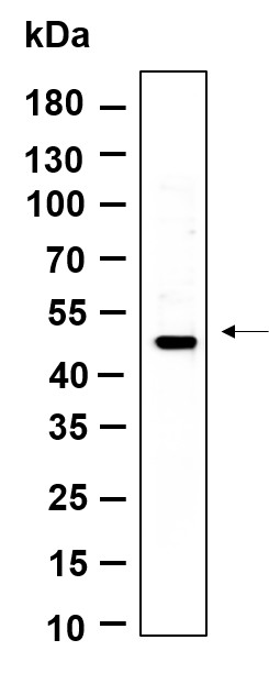 Recombinant LXRα Monoclonal Antibody-searchlist-1