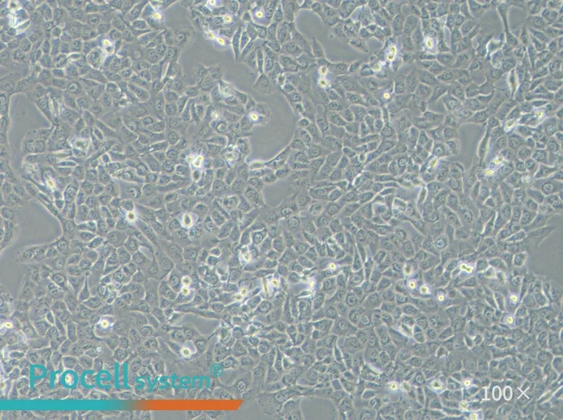 HT-1080 [HT1080] Cell Complete Medium - 3