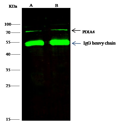 Recombinant ERP72/PDIA4 Monoclonal Antibody-searchlist-1