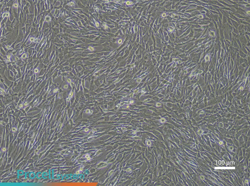 Mouse Lung Fibroblast (Primary cell immortalization) Complete MediumMouse Lung Fibroblast (Primary cell immortalization) Complete Medium - 2