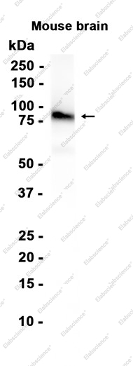 Recombinant RALBP1 Monoclonal Antibody - 1