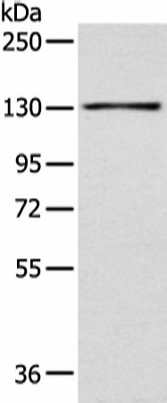 Western blot analysis of 293T cell  using SMARCA1 Polyclonal Antibody at dilution of 1:450