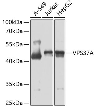 Western blot analysis of extracts of various cell lines using VPS37A Polyclonal Antibody at 1:1000 dilution.