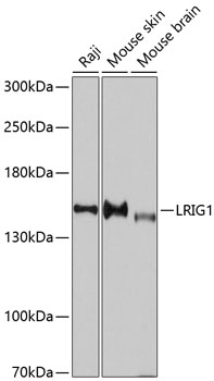 Western blot analysis of extracts of various cell lines using LRIG1 Polyclonal Antibody at dilution of 1:3000.