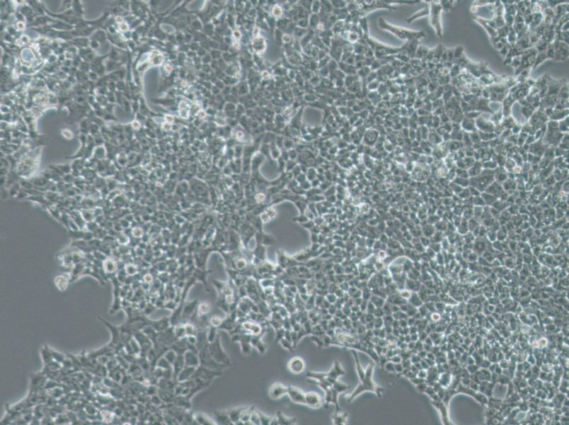 SW756 (L15) Cell Complete Medium-searchlist-1