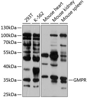 Western blot analysis of extracts of various cell lines using GMPR Polyclonal Antibody at 1:1000 dilution.