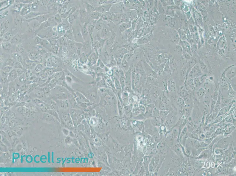 Panc 08.13 Cell Complete Medium - 4