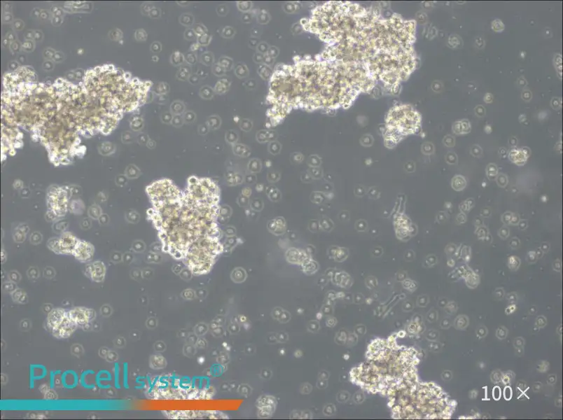 OCI-Ly3 Cell Complete Medium - 2