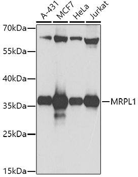 Western blot analysis of extracts of various cell lines using MRPL1 Polyclonal Antibody at 1:1000 dilution.