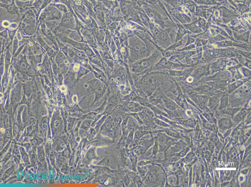 Mouse Tendon Fibroblast Complete Medium - 6