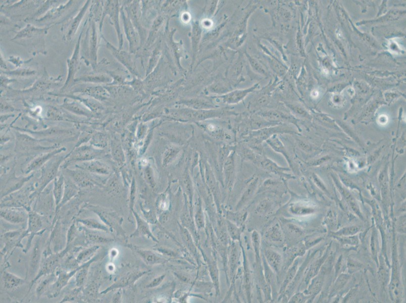 THLE-2 Cell Complete Medium - small - 4