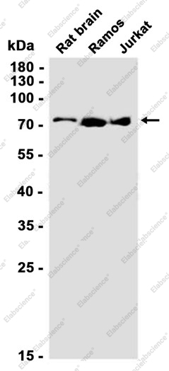 Recombinant ARHGAP25 Monoclonal Antibody - 2