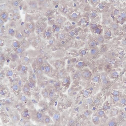 Recombinant PTGER2 Monoclonal Antibody - 3