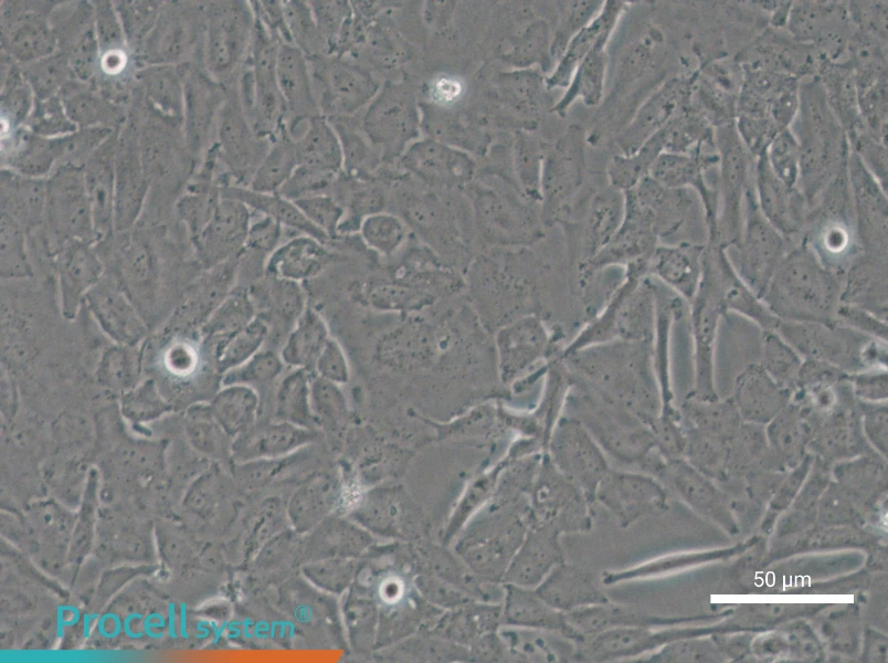 OCUT-2C - 6