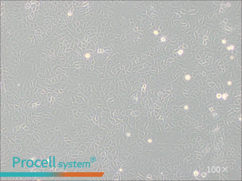Mahlavu Cell Complete Medium - 1