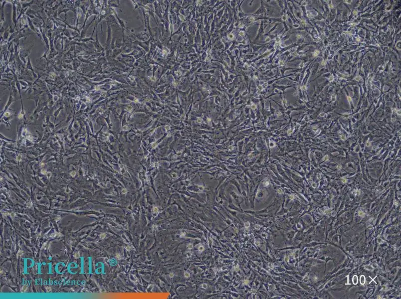 Mouse Astrocyte Cells Isolation and Culture Kit - small - 4