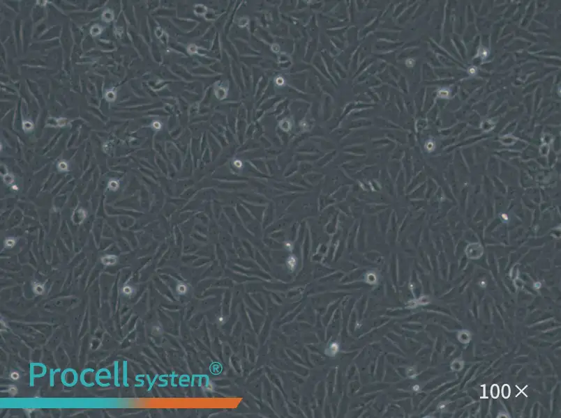 HOS Cell Complete Medium - 2